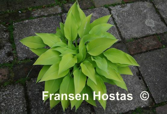 Hosta Strawberry Parfait